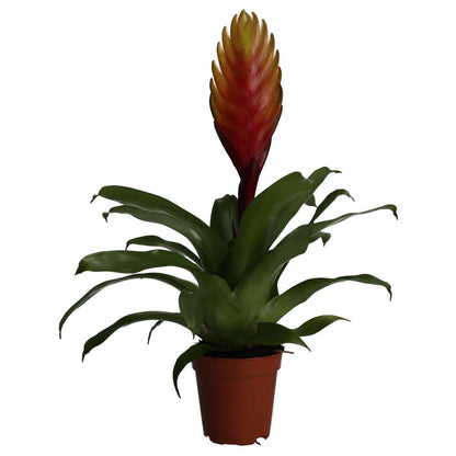 Bromeliad (Vriesea sp.)