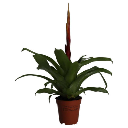 Bromeliad (Vriesea sp.)