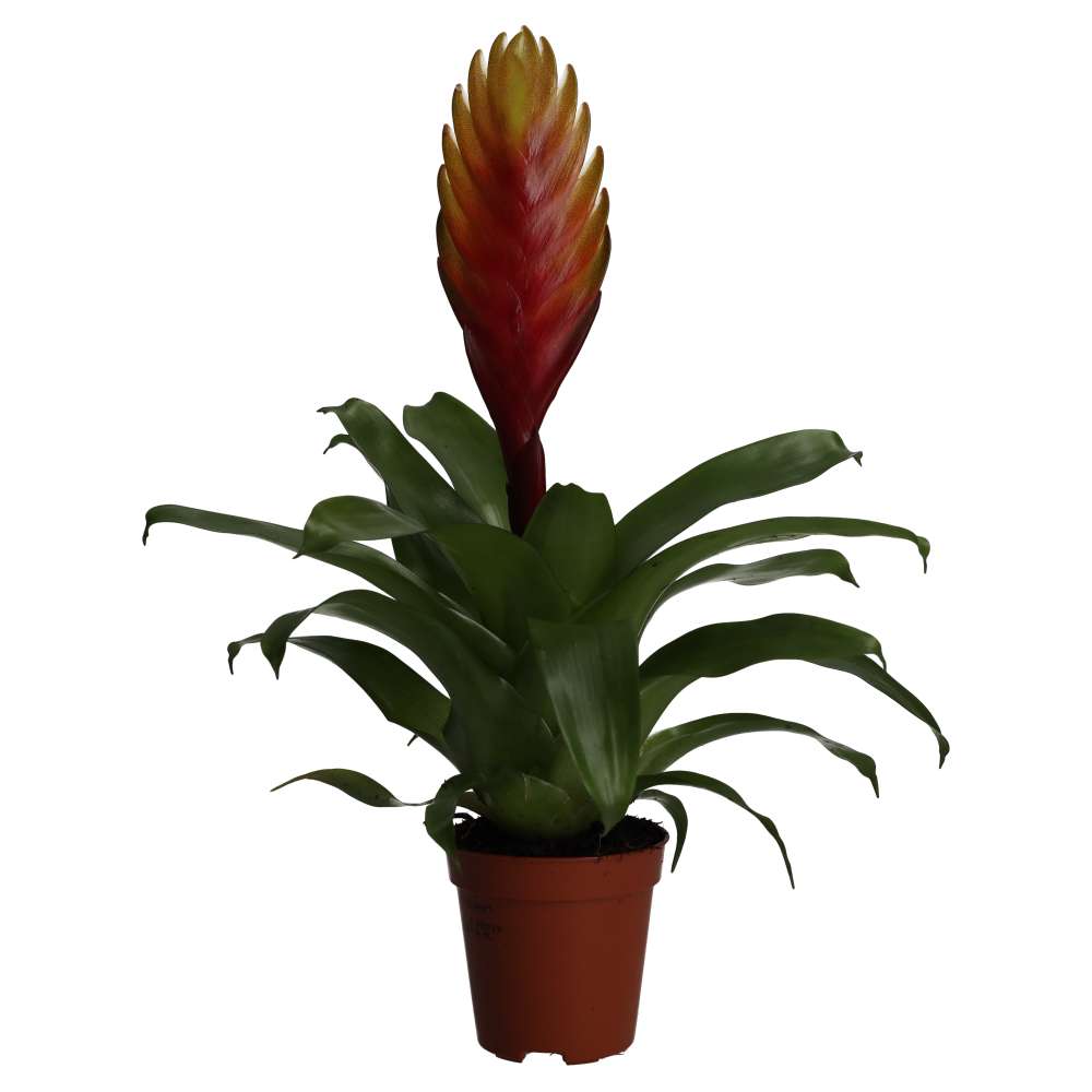 Bromeliad (Vriesea sp.)