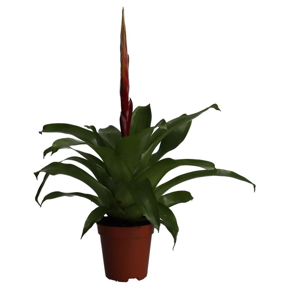 Bromeliad (Vriesea sp.)