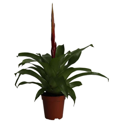 Bromeliad (Vriesea sp.)