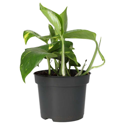 Devil's Ivy (Epipremnum aureum)
