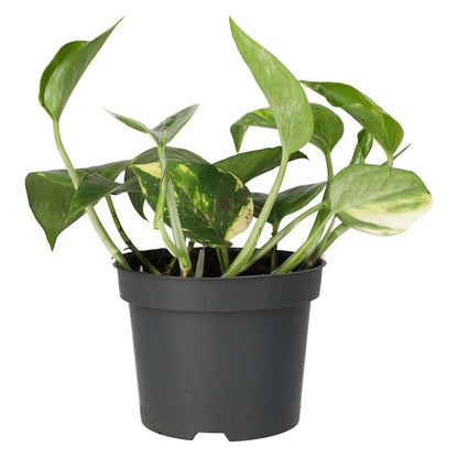 Devil's Ivy (Epipremnum aureum)
