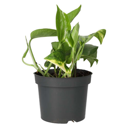 Devil's Ivy (Epipremnum aureum)