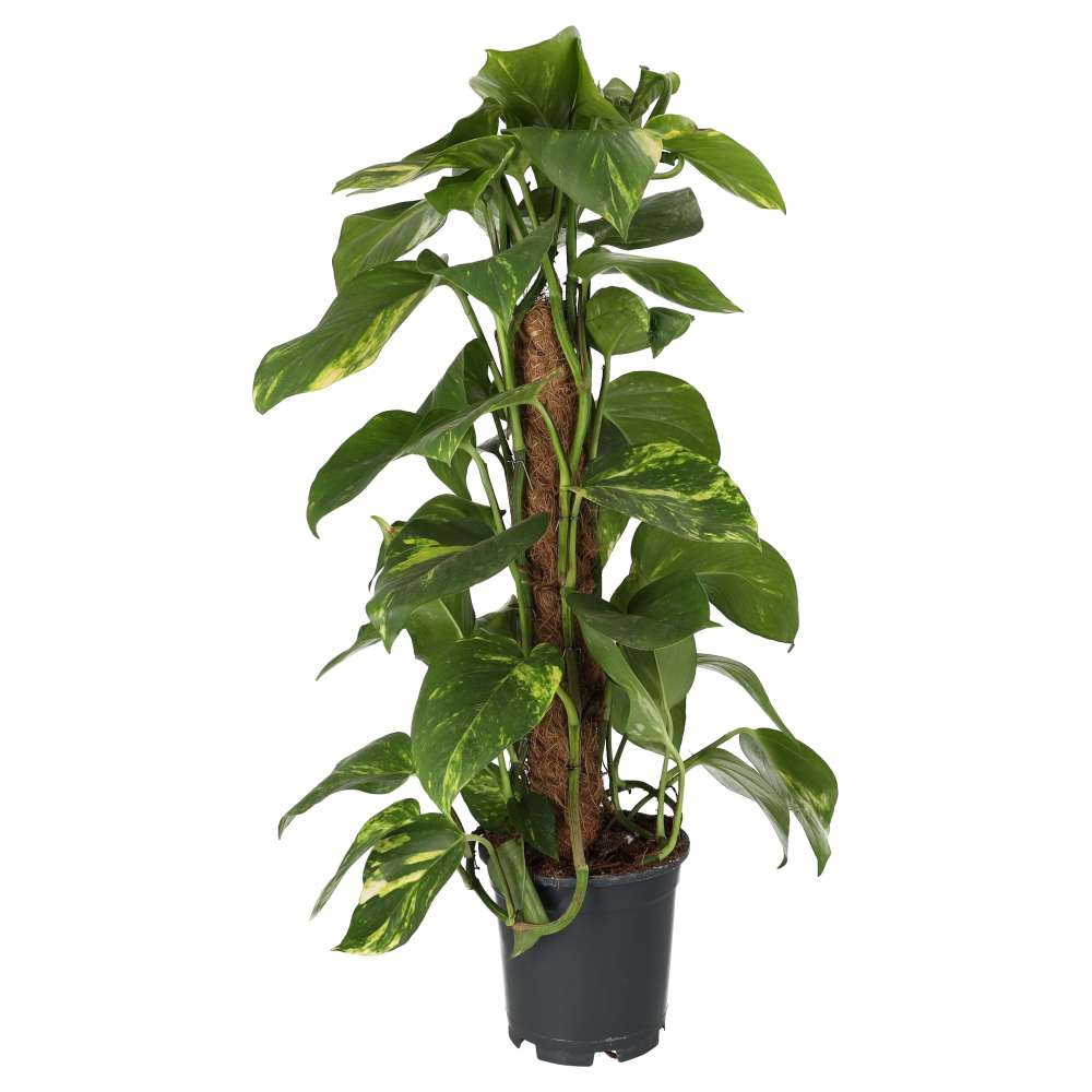 Dragon-tail Plant (Epipremnum aureum)