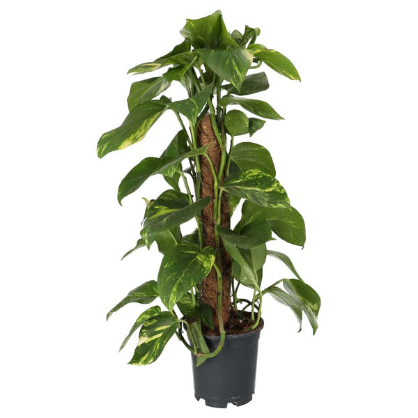 Dragon-tail Plant (Epipremnum aureum)
