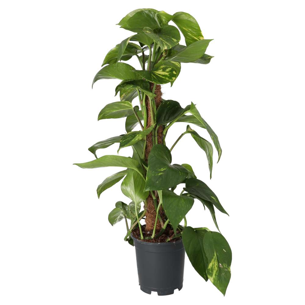 Dragon-tail Plant (Epipremnum aureum)