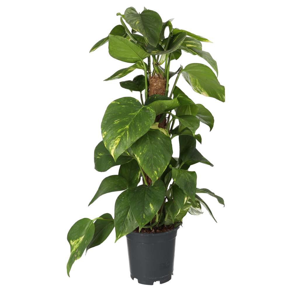 Dragon-tail Plant (Epipremnum aureum)