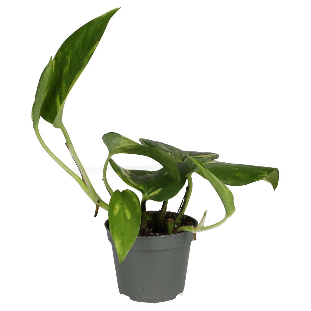 Devil's Ivy (Epipremnum aureum)
