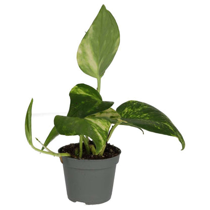 Devil's Ivy (Epipremnum aureum)