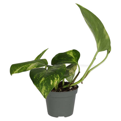 Devil's Ivy (Epipremnum aureum)