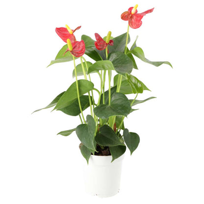 Flamingo Flower (Anthurium sp.)