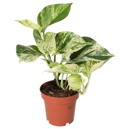 Devil's Ivy 'Marble Queen' (E. aureum 'Marble Queen')