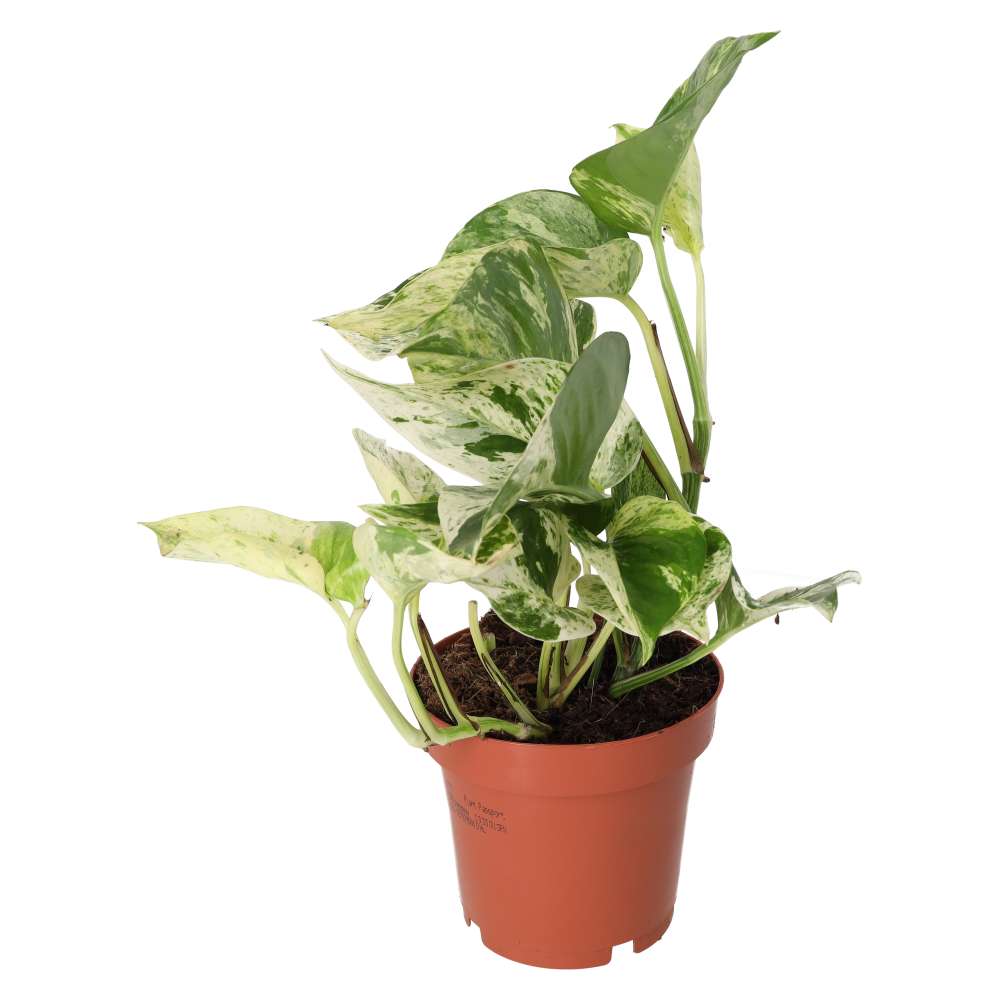 Devil's Ivy 'Marble Queen' (E. aureum 'Marble Queen')