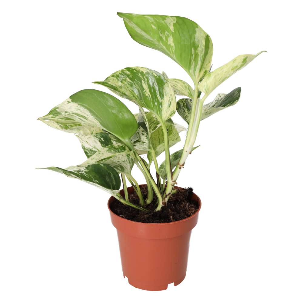 Devil's Ivy 'Marble Queen' (E. aureum 'Marble Queen')