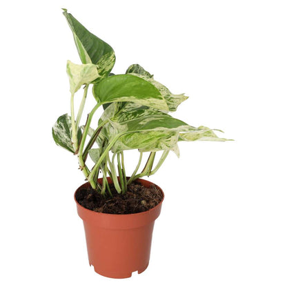 Devil's Ivy 'Marble Queen' (E. aureum 'Marble Queen')