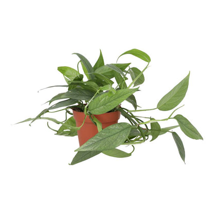 Devil's Ivy 'Cebu Blue' (Epipremnum pinnatum)