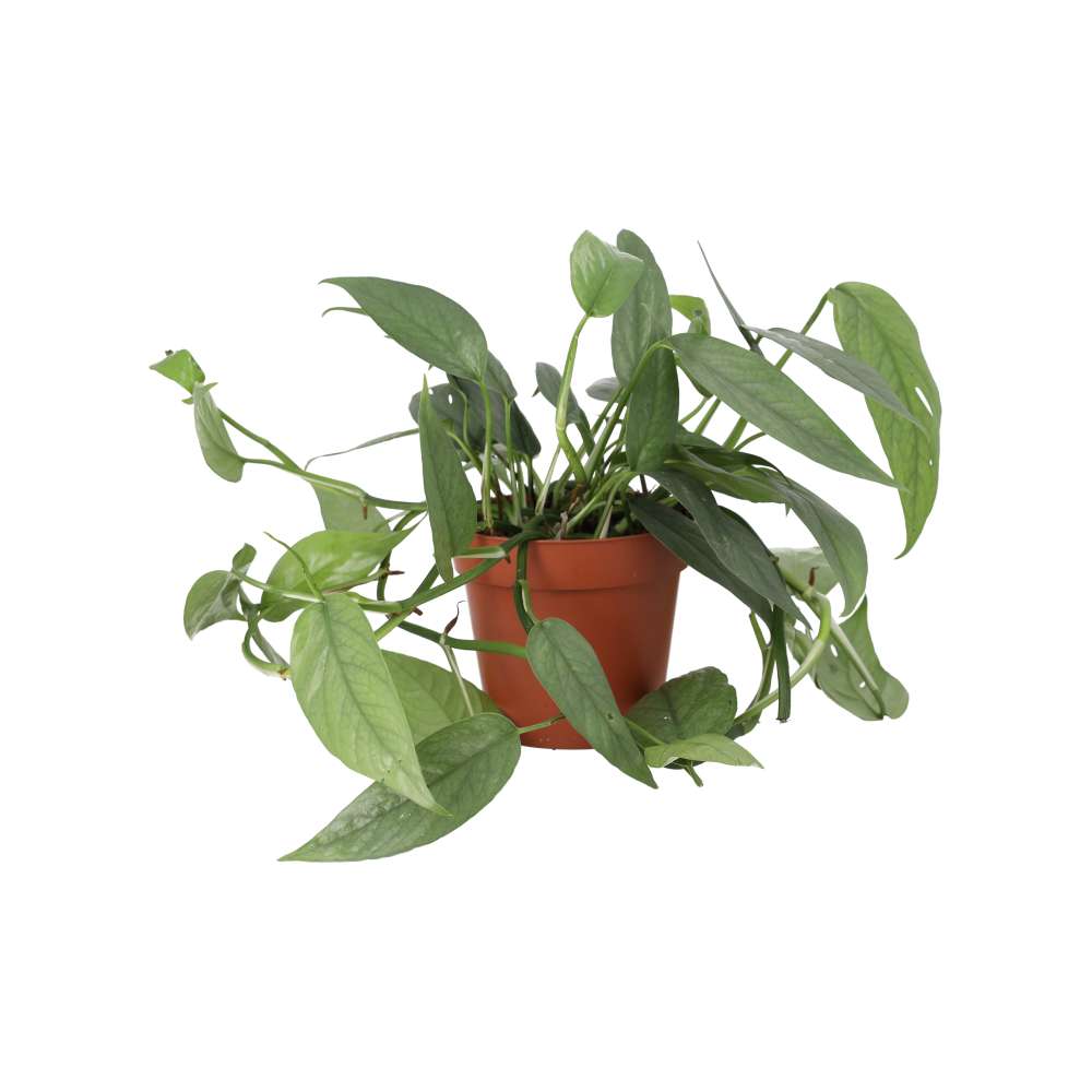 Devil's Ivy 'Cebu Blue' (Epipremnum pinnatum)