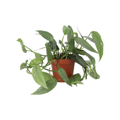 Devil's Ivy 'Cebu Blue' (Epipremnum pinnatum)