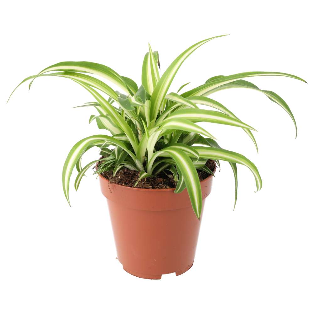 PR Live plant. Devil's Ivy 'Marble Vari' (Large)