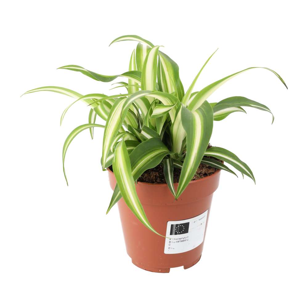 PR Live plant. Devil's Ivy 'Marble Vari' (Large)