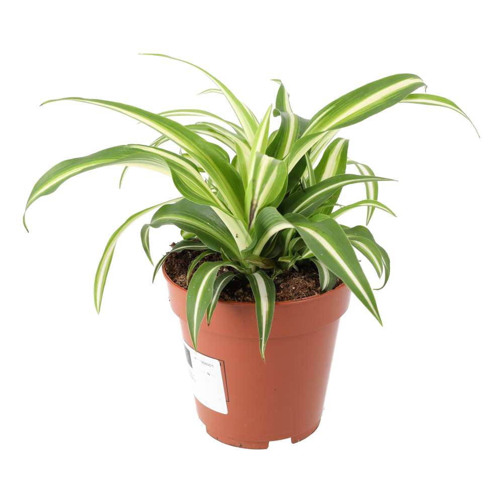 PR Live plant. Devil's Ivy 'Marble Vari' (Large)