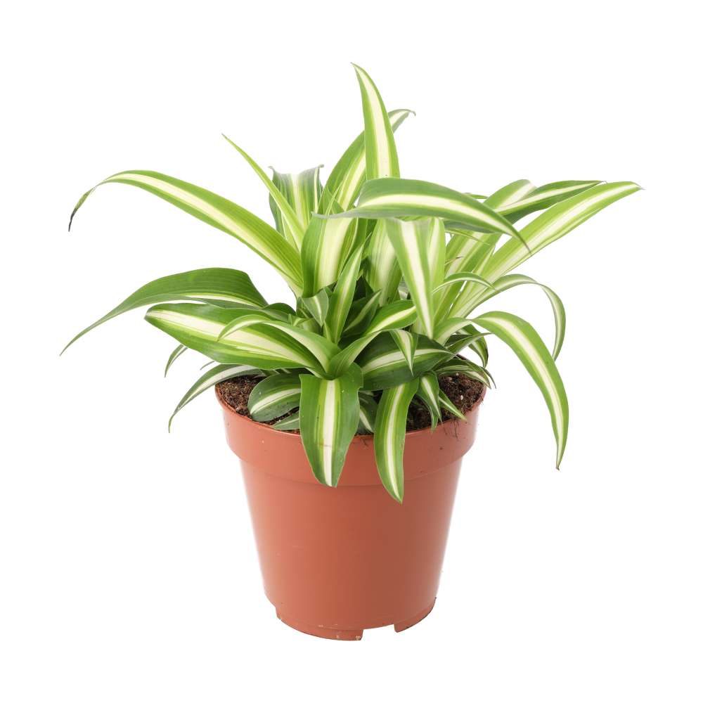 PR Live plant. Devil's Ivy 'Marble Vari' (Large)