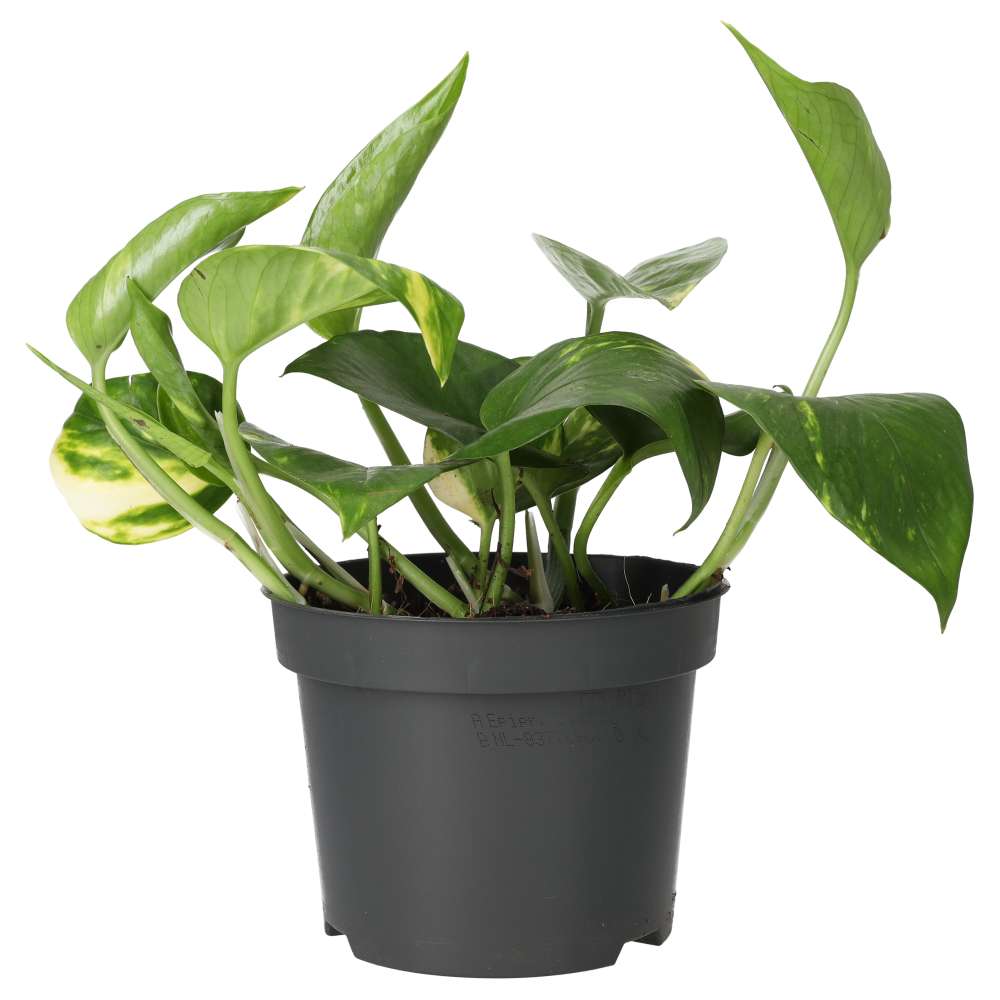 Devil's Ivy (Epipremnum aureum)