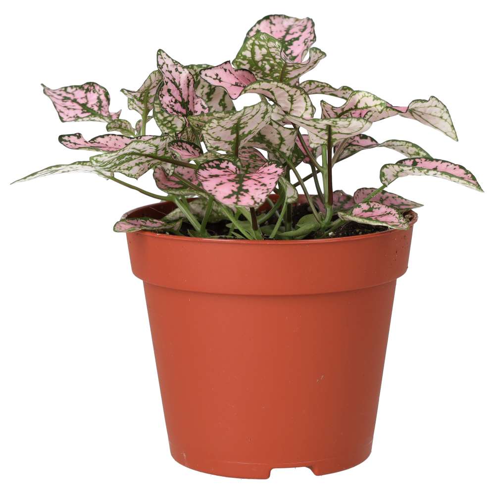 Polka Dot Plant (Hypoestes sp.)