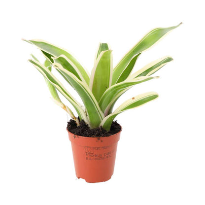 Striped Fireball Bromeliad (Nidularium sp.)