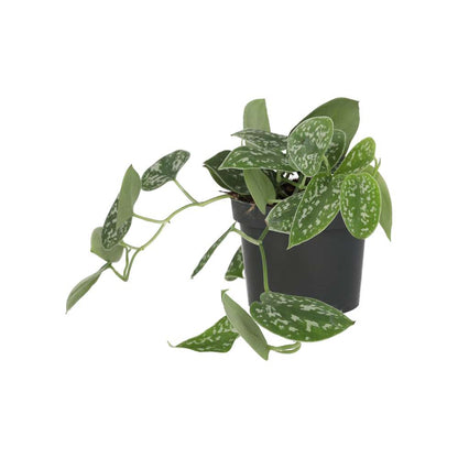 Satin Pothos (Scindapsus pictus)