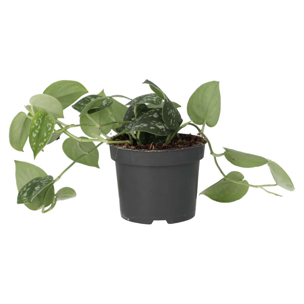 Satin Pothos (Scindapsus pictus)