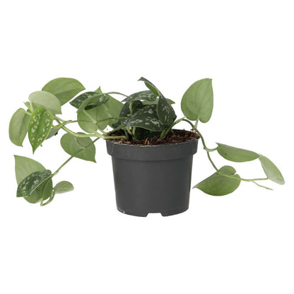 Satin Pothos (Scindapsus pictus)