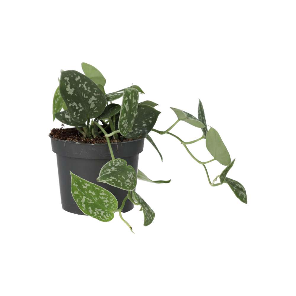 Satin Pothos (Scindapsus pictus)