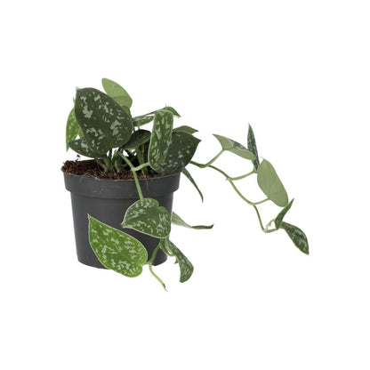 Satin Pothos (Scindapsus pictus)