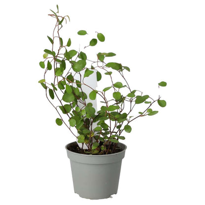 Maidenhair Vine (Muehlenbeckia complexa)