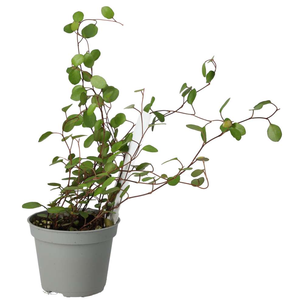 Maidenhair Vine (Muehlenbeckia complexa)