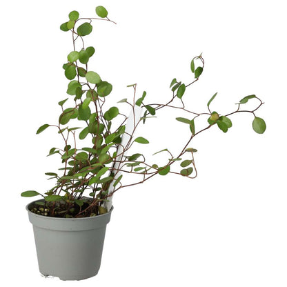 Maidenhair Vine (Muehlenbeckia complexa)