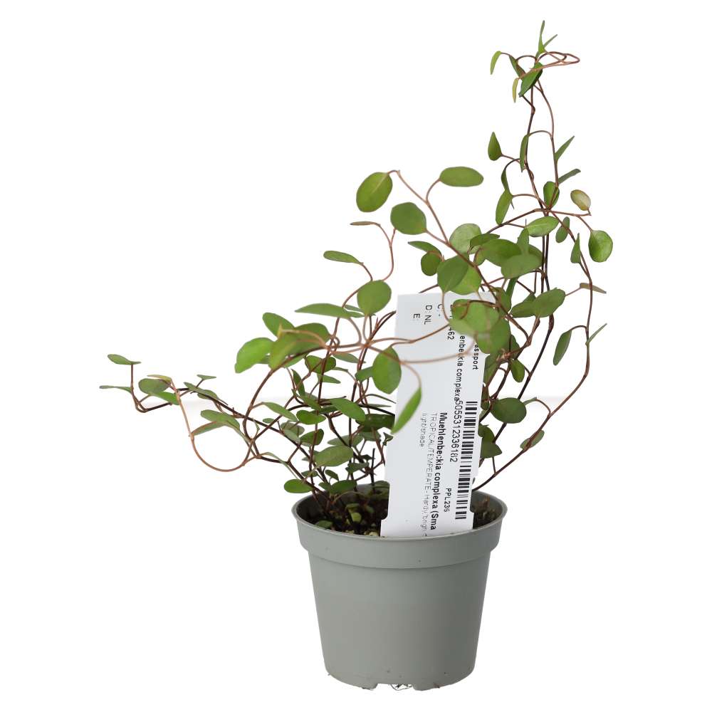 Maidenhair Vine (Muehlenbeckia complexa)