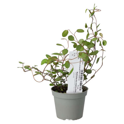 Maidenhair Vine (Muehlenbeckia complexa)