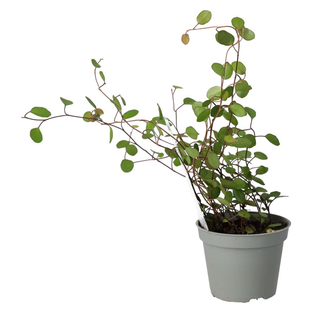 Maidenhair Vine (Muehlenbeckia complexa)