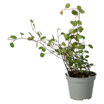Maidenhair Vine (Muehlenbeckia complexa)