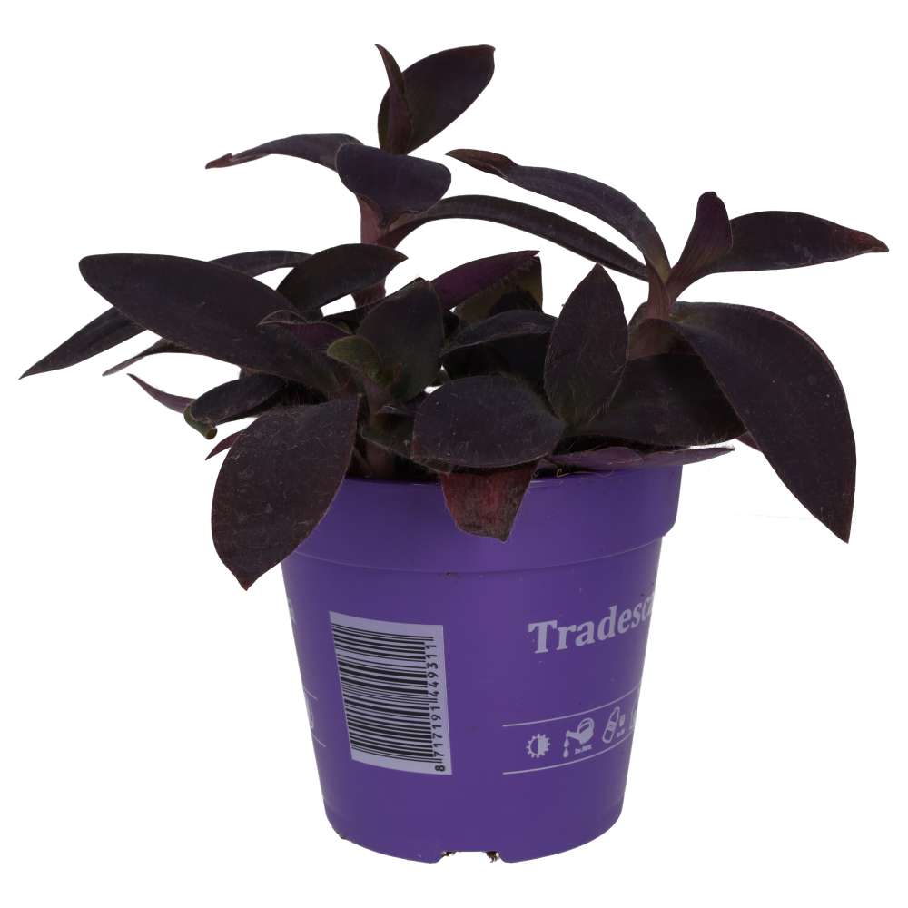 Purple Heart Tradescantia (Tradiscantia pallida)