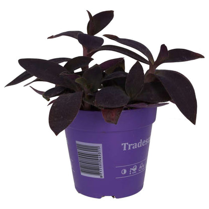 Purple Heart Tradescantia (Tradiscantia pallida)