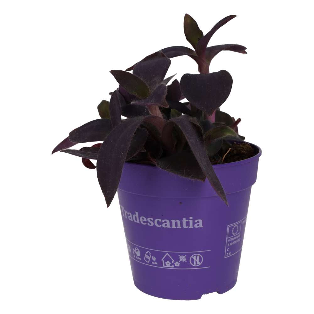Purple Heart Tradescantia (Tradiscantia pallida)