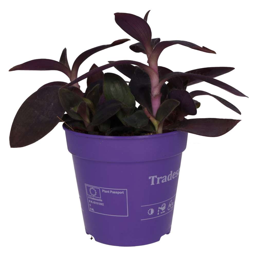 Purple Heart Tradescantia (Tradiscantia pallida)