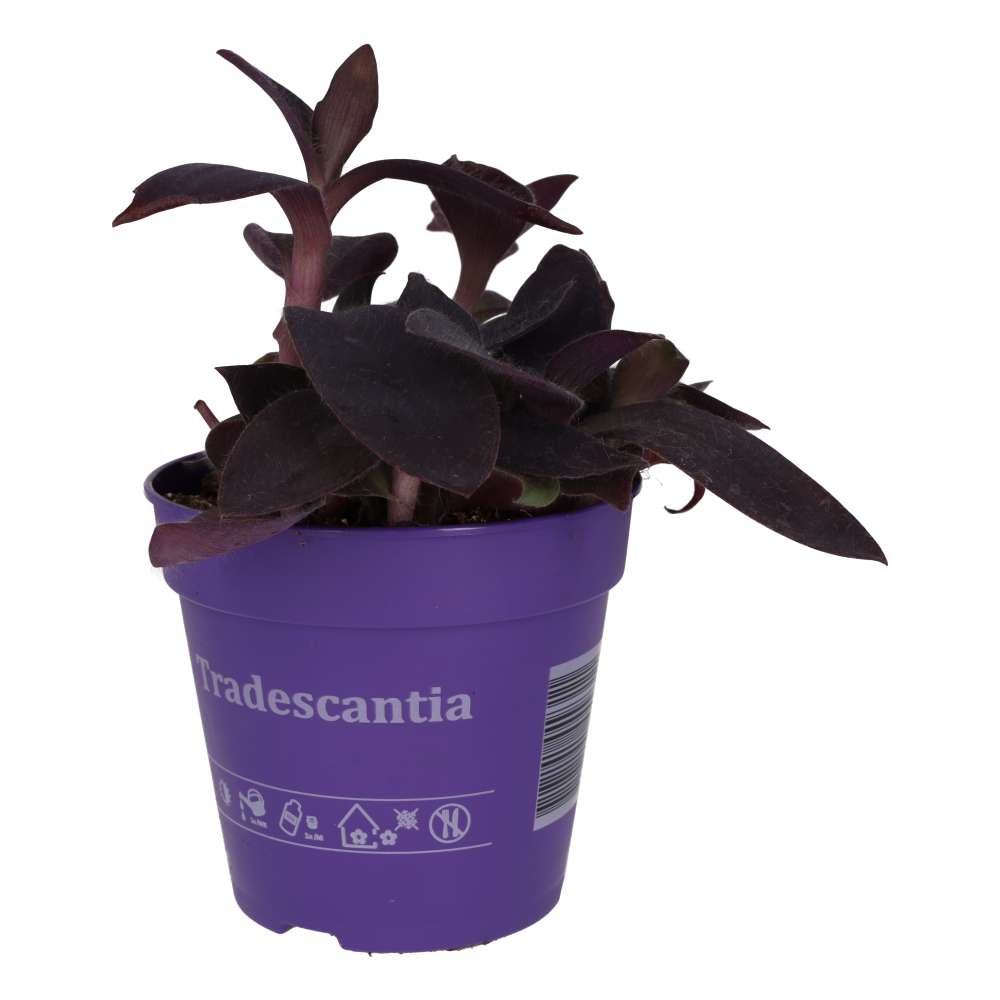 Purple Heart Tradescantia (Tradiscantia pallida)