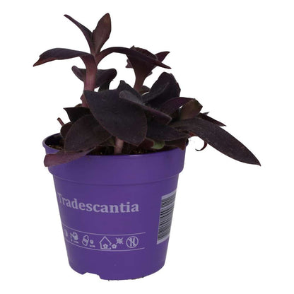 Purple Heart Tradescantia (Tradiscantia pallida)