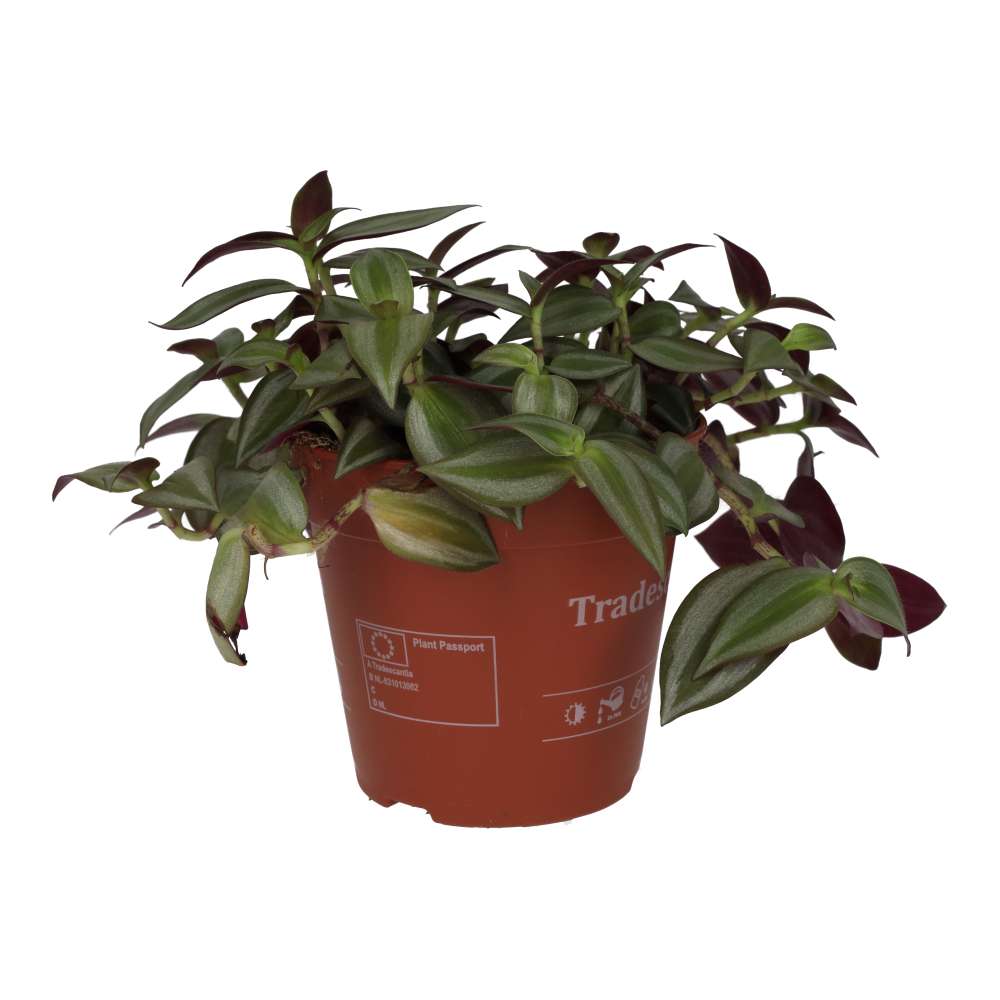 Spiderwort (Tradiscantia sp.)