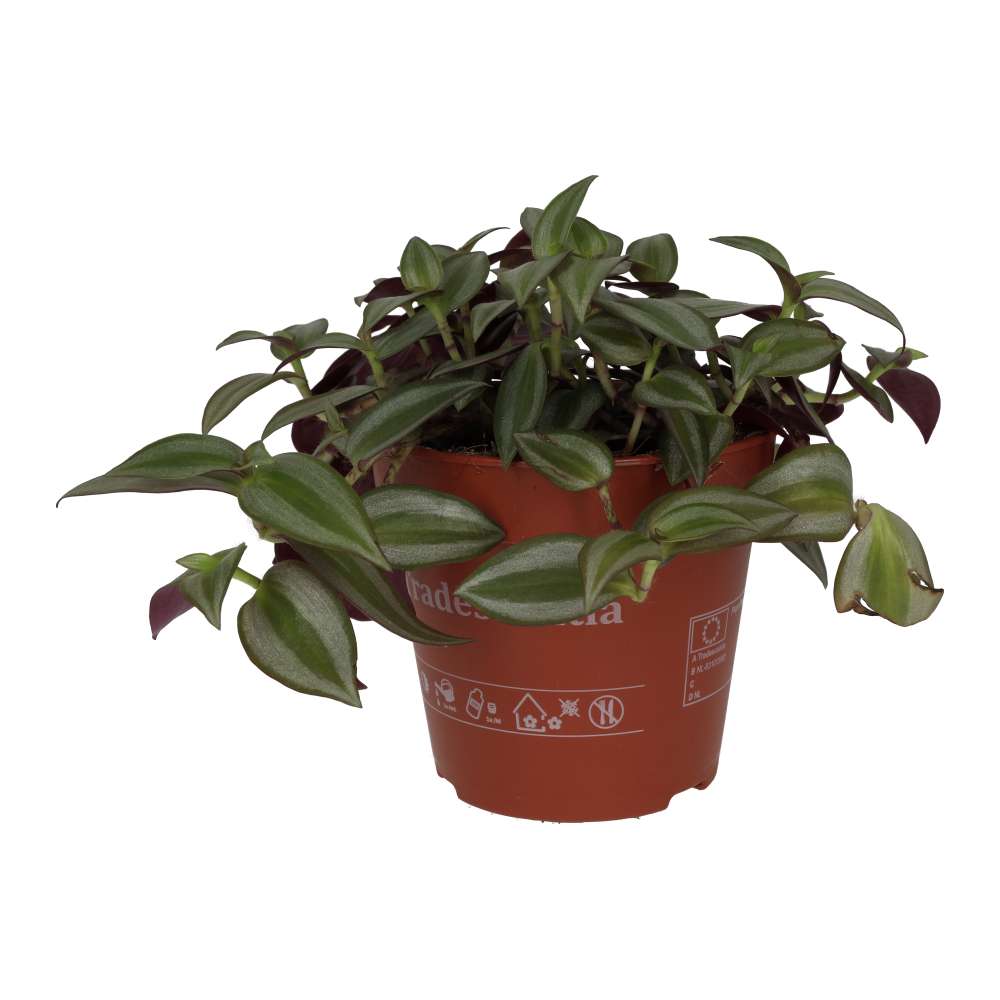 Spiderwort (Tradiscantia sp.)